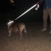 SeventhSealSoul Reflective Night Leash for Animals – Durable and Lightweight with Comfortable Grip, Perfect for Evening Walks