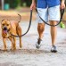 SeventhSealSoul Reflective Night Leash for Animals – Durable and Lightweight with Comfortable Grip, Perfect for Evening Walks